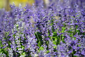 close up lavender flower in field