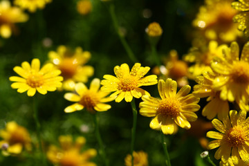 Obraz premium close up yellow flower field
