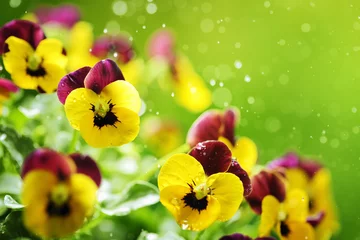 Zelfklevend Fotobehang viooltje bloemen © powerstock