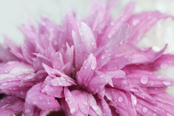 macro water drop on pink purple flower ,chrysanthemum flower