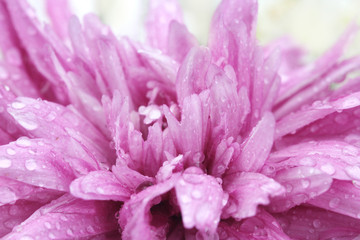 macro water drop on pink purple flower ,chrysanthemum flower