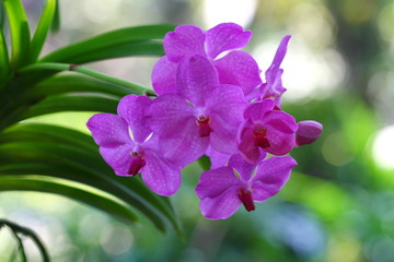 close up orchid in garden, colorful flower