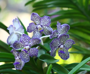close up orchid in garden, colorful flower