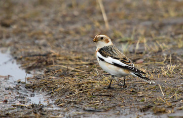 Snow bunting on the ground