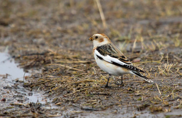Snow bunting on the ground