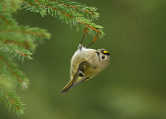 Goldcrest hanging on the branch of spruce