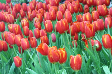 close up orange tulips in field