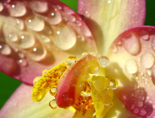 close up orchid in garden, colorful flower