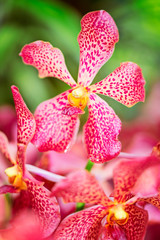 Fototapeta na wymiar Arada Sayan orchid flower