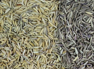 close up organic rice in sack bag