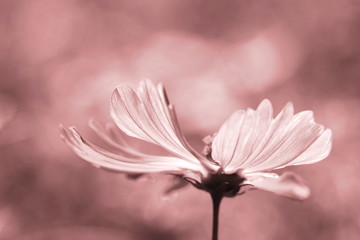 Bee pollinated on deep purple cosmos flower