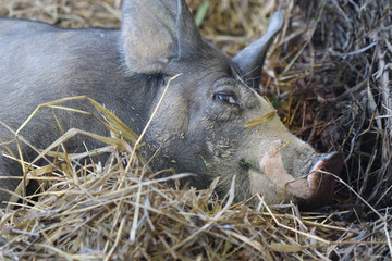 close up black pig in farm