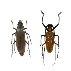 beetle isolated on white background