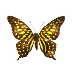 colorful butterfly isolated on white