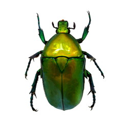 beetle isolated on white background