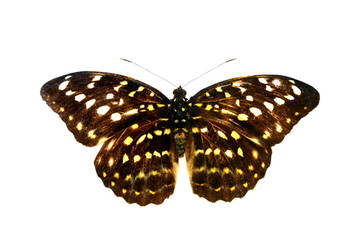 colorful butterfly isolated on white