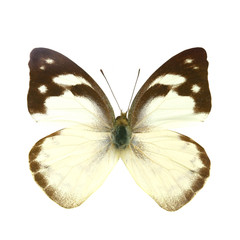 colorful butterfly isolated on white