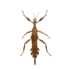 big grasshopper isolated on white background