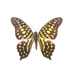 colorful butterfly isolated on white