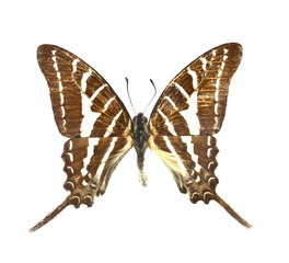 Fototapeta premium colorful butterfly isolated on white