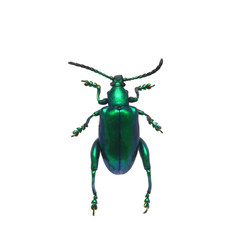 beetle isolated on white background