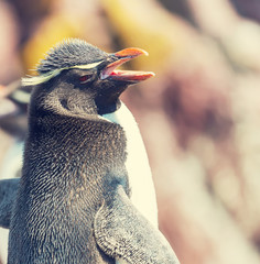 Naklejka premium Rockhopper