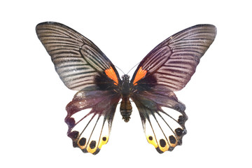 colorful butterfly isolated on white