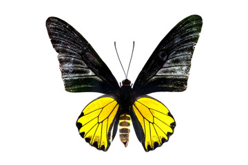 colorful butterfly isolated on white
