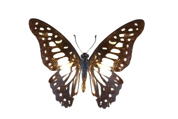 colorful butterfly isolated on white