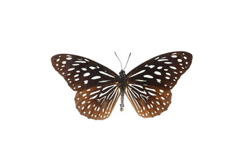 colorful butterfly isolated on white