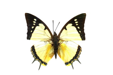 Obraz premium colorful butterfly isolated on white