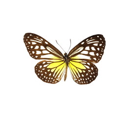 Fototapeta na wymiar colorful butterfly isolated on white