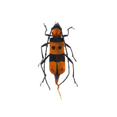 beetle isolated on white background