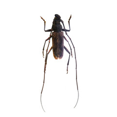beetle isolated on white background