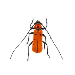 beetle isolated on white background