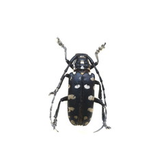 beetle isolated on white background