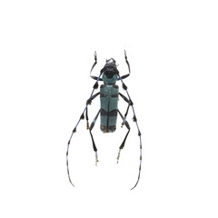 beetle isolated on white background