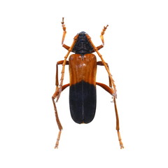 beetle isolated on white background