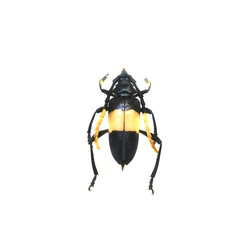 beetle isolated on white background