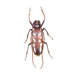 beetle isolated on white background