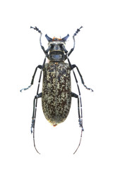 beetle isolated on white background