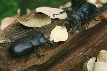 beetle isolated on white background