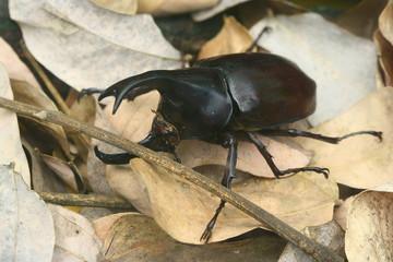 beetle isolated on white background