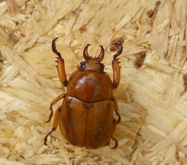 beetle isolated on white background