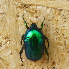 beetle isolated on white background