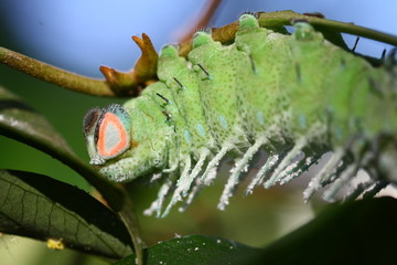 close up butterfly worm on tree
