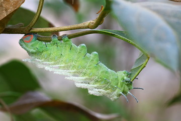 close up butterfly worm on tree