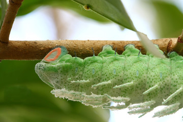 close up butterfly worm on tree