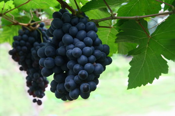 black grape in garden, wine grape