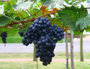 black grape in garden, wine grape